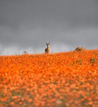 A Springbok ram stands on top of a ridge carpeted with orange Namaqua Daisies as a storm rolls across the Namaqualand in Southern Africa
603902648
Wildflower, Namaqualand, Overcast, Grass, Weather, Springbok, Gazelle, Brown, Wildlife, Nature, Africa, Plant, Horned, Mammal, Animal, Mountain Ridge, Storm, fynbos, marsupialis, namaqua
Waiting For The Storm - stock photo
A Springbok ram stands on top of a ridge carpeted with orange Namaqua Daisies as a storm rolls across the Namaqualand in Southern Africa