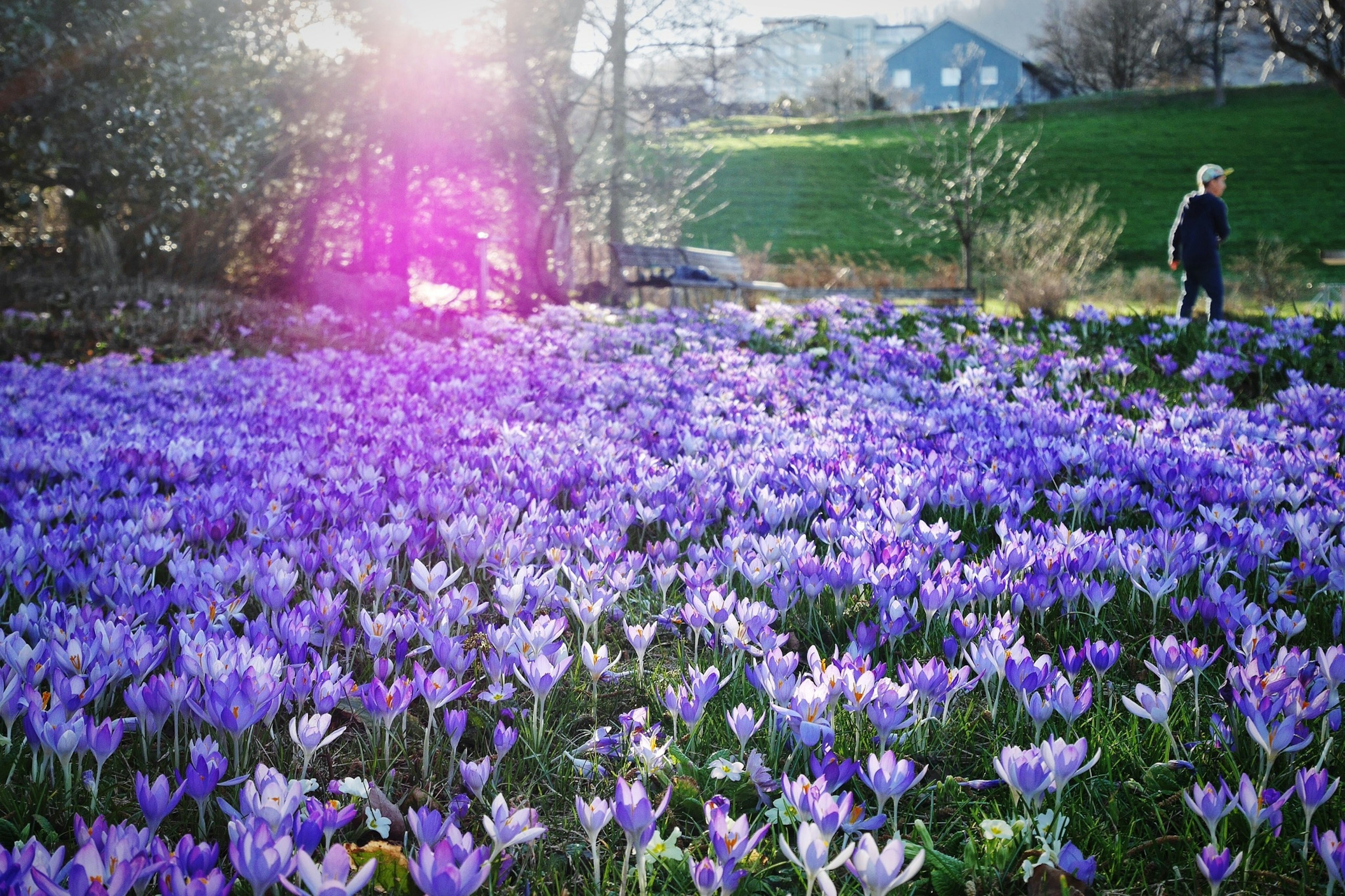 A man walks past a field of purple crocus flowers in Zurich