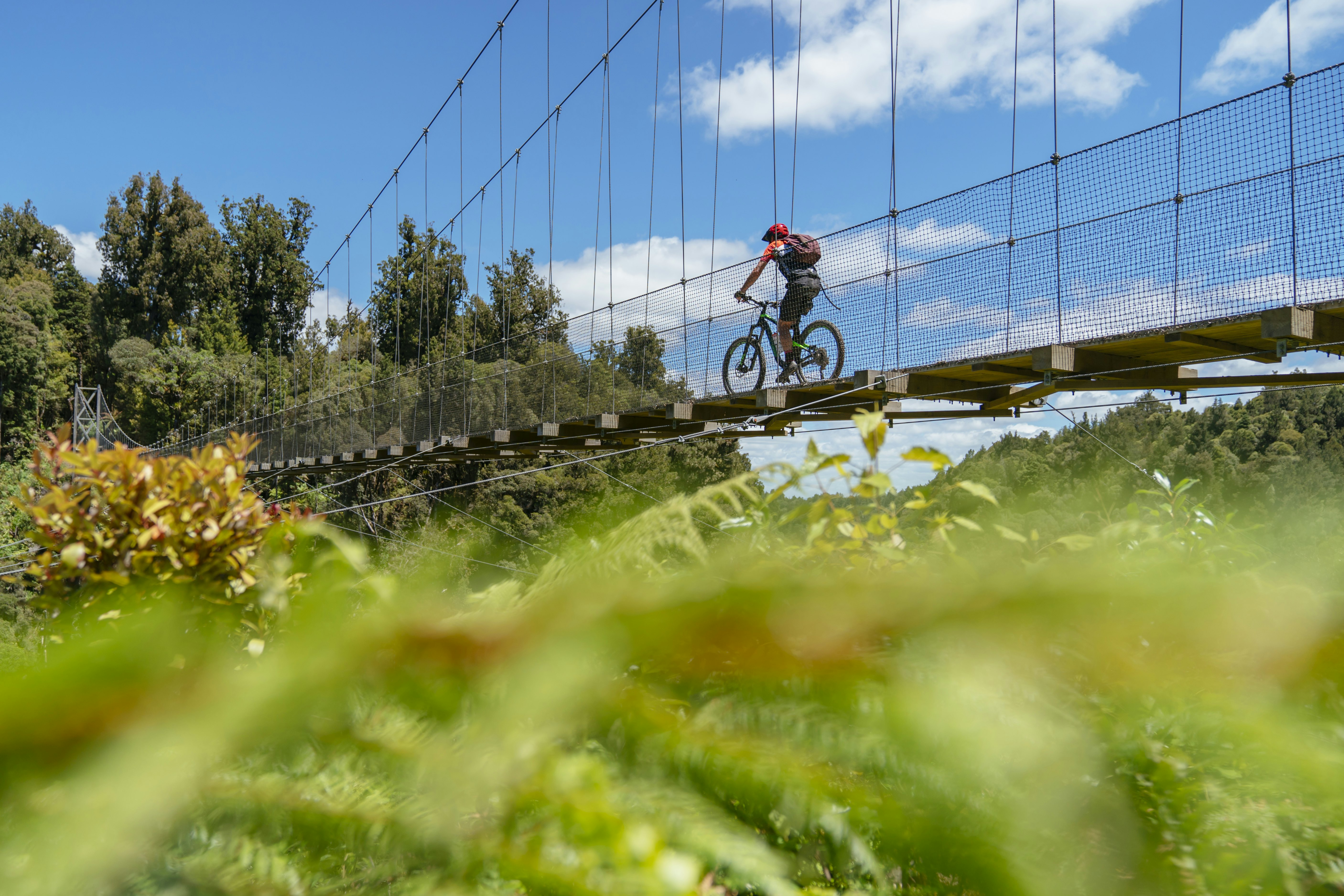 A man on a mountain bike rides on a suspension bridge through Pureora Forest, North Island, New Zealand