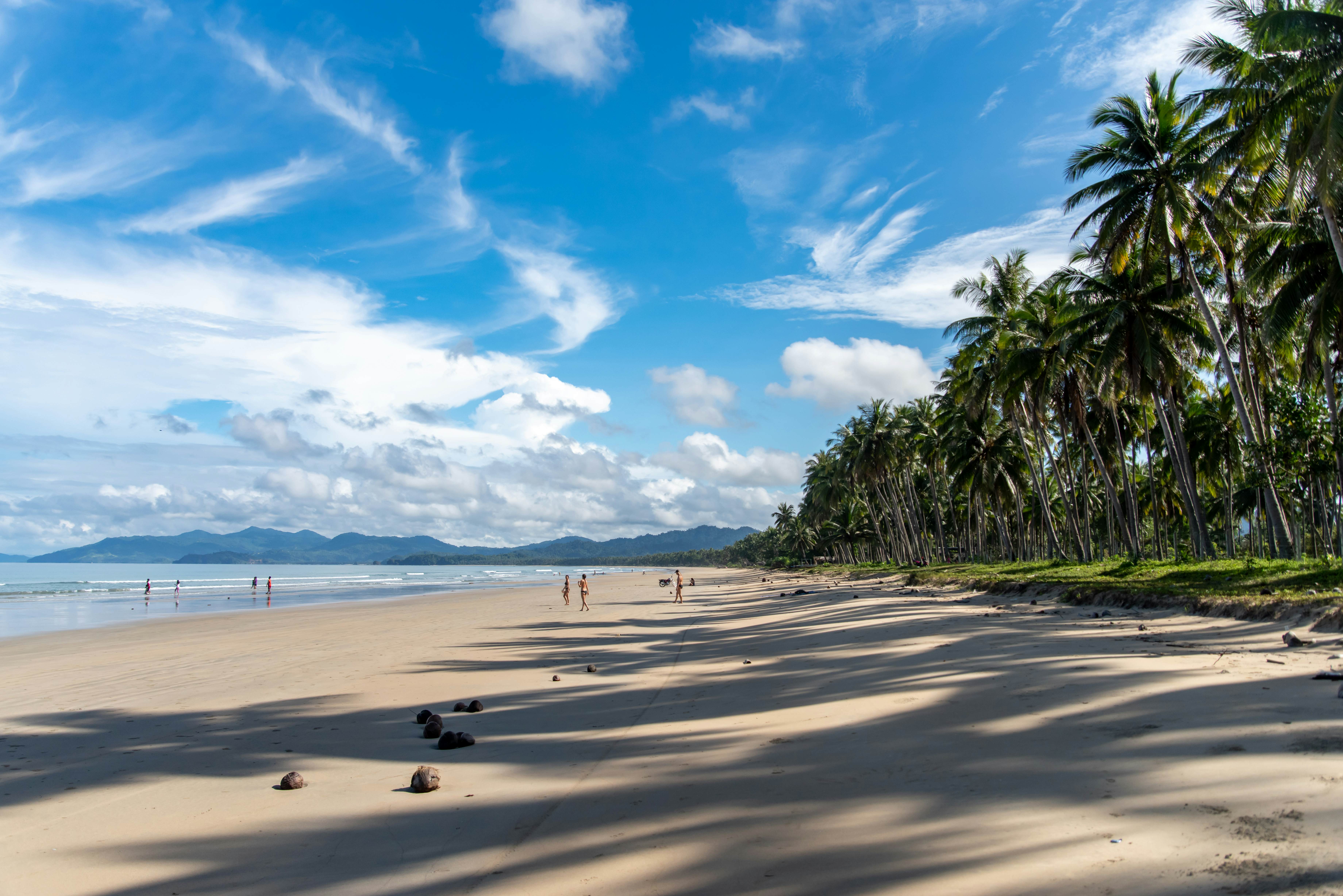Beach lined with palm trees at San Vincente's Long Beach.
