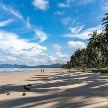 Beach lined with palm trees at San Vincente's Long Beach.