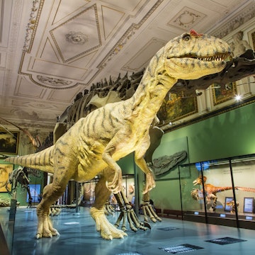 A huge model of a carnivorous dinosaur stands next to a complete skeleton of another inside the Natural History Museum in Vienna.