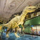A huge model of a carnivorous dinosaur stands next to a complete skeleton of another inside the Natural History Museum in Vienna.