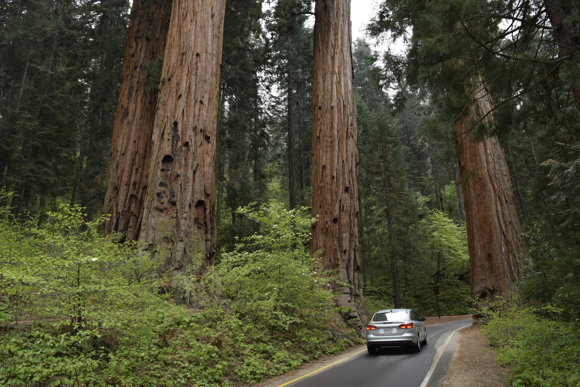A car drives along an empty road through California redwood trees. 