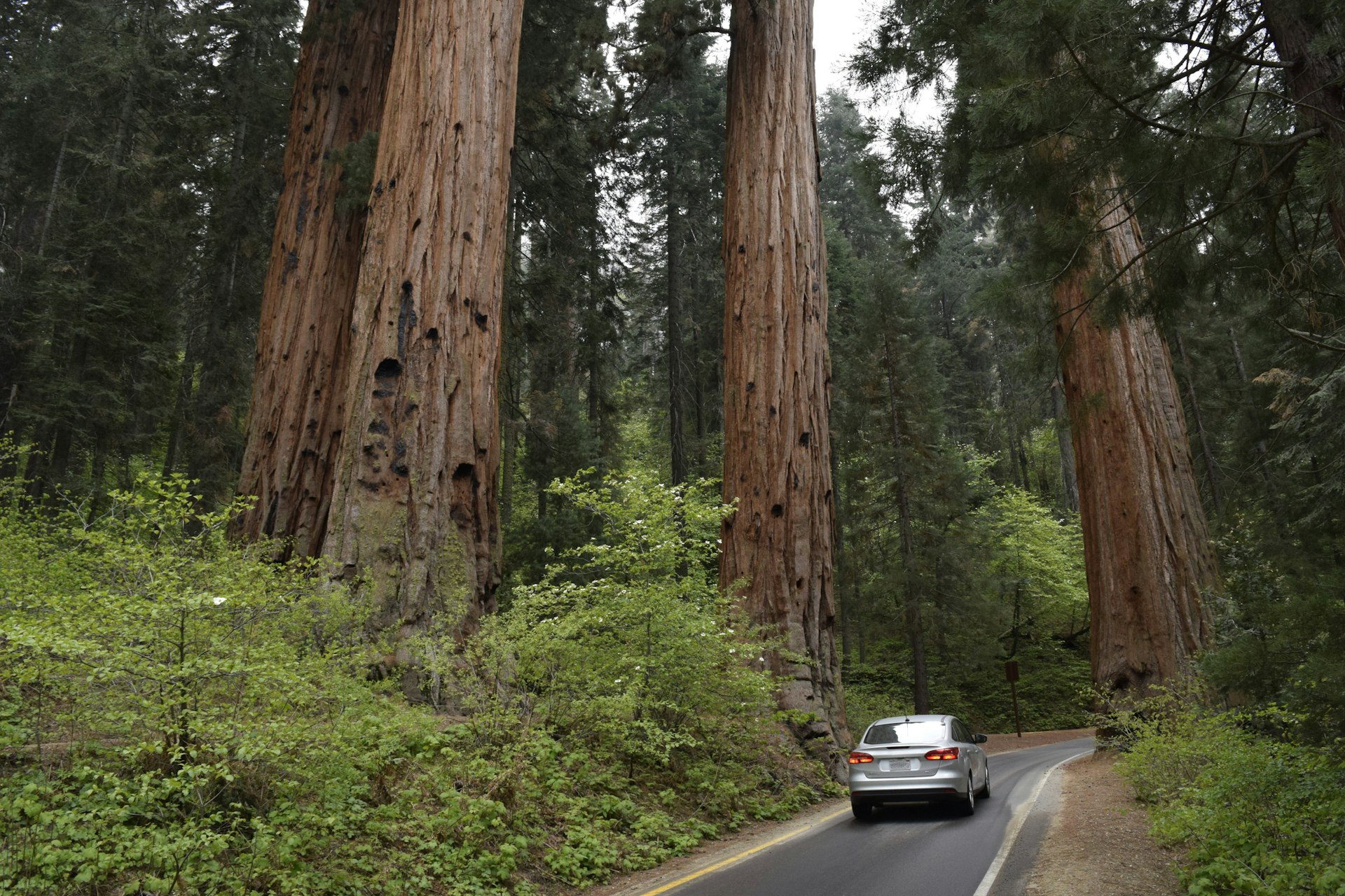 A car driving along a road in Sequoia National Park, USA