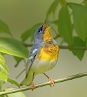 Alabama Birding, Alabama Tourism Department