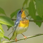 Alabama Birding, Alabama Tourism Department
