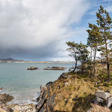 Pine trees on the rocky shores of Ards Forest Park in Donegal.