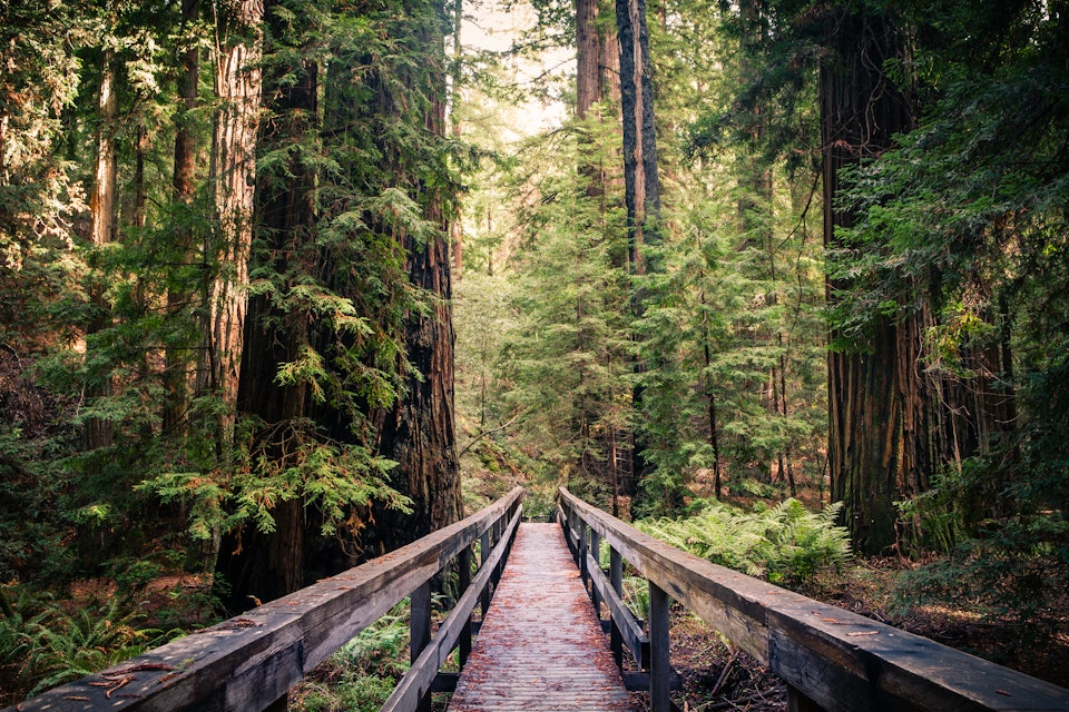 A trail bridge atop a fallen tree, among the redwood giants in the Montgomery Woods State Natural Reserve.

