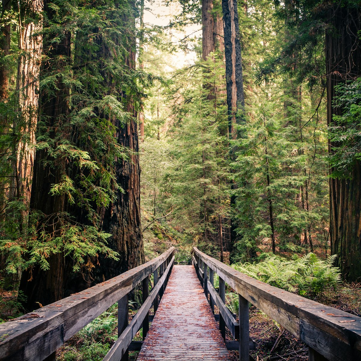 A trail bridge atop a fallen tree, among the redwood giants in the Montgomery Woods State Natural Reserve.
