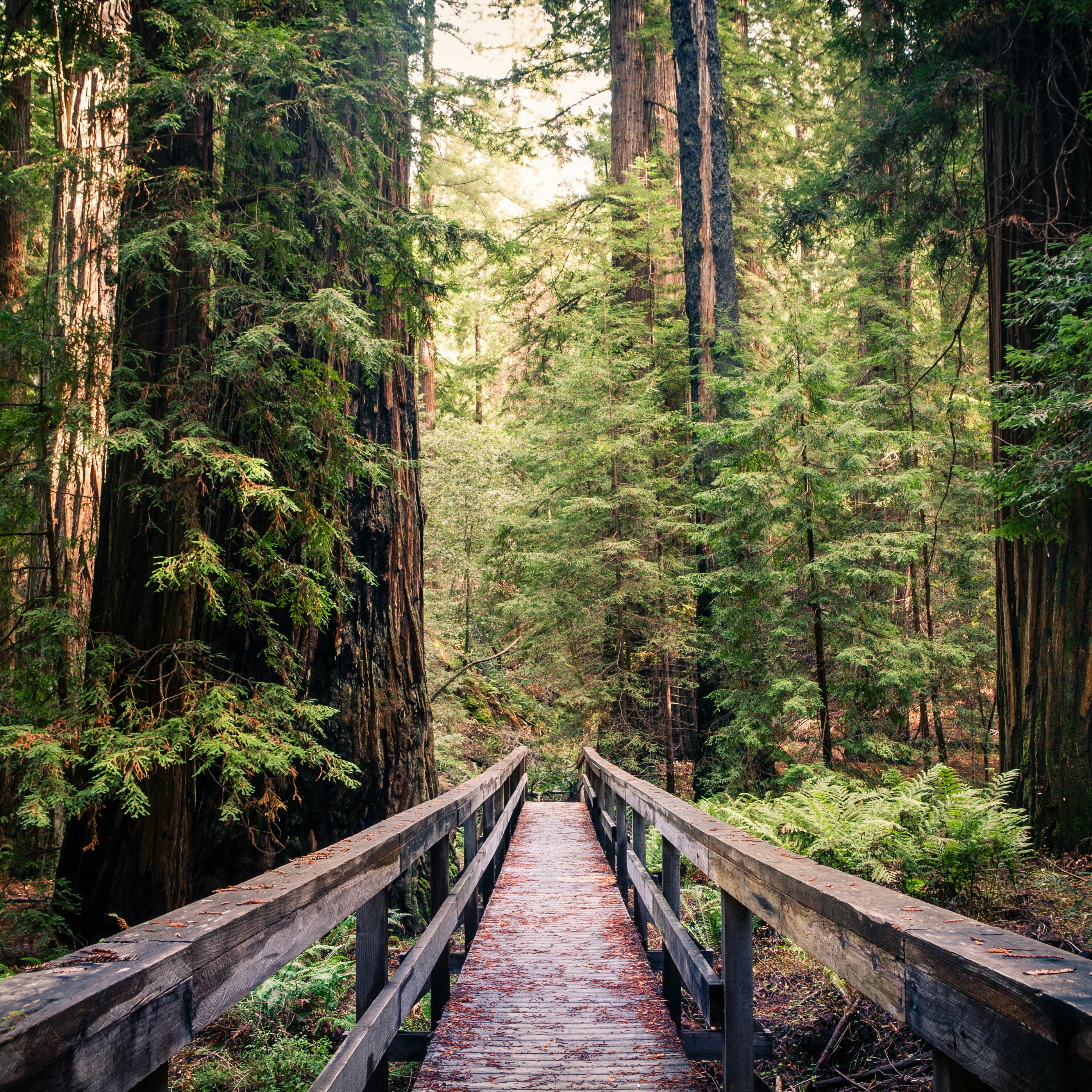 A trail bridge atop a fallen tree, among the redwood giants in the Montgomery Woods State Natural Reserve.