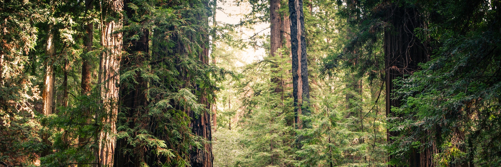 A trail bridge atop a fallen tree, among the redwood giants in the Montgomery Woods State Natural Reserve.