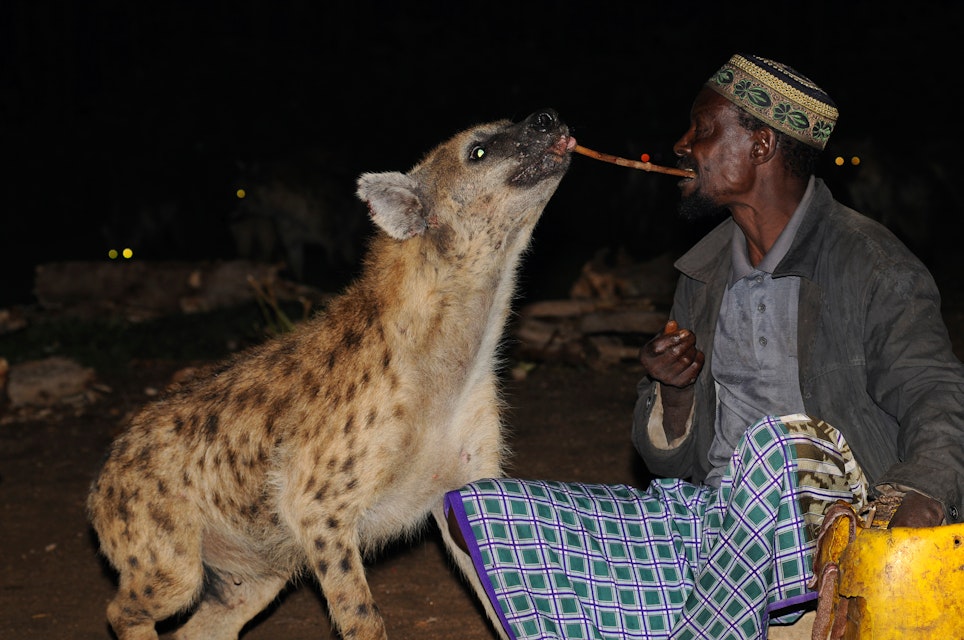 Hyena-man of Harar feeding a spotted hyena.