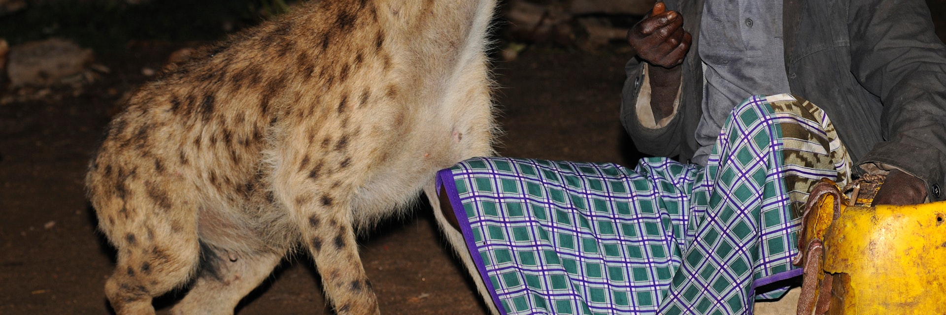 Hyena-man of Harar feeding a spotted hyena.