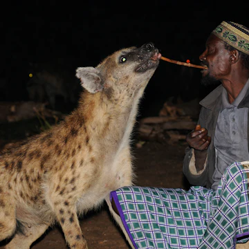Hyena-man of Harar feeding a spotted hyena.