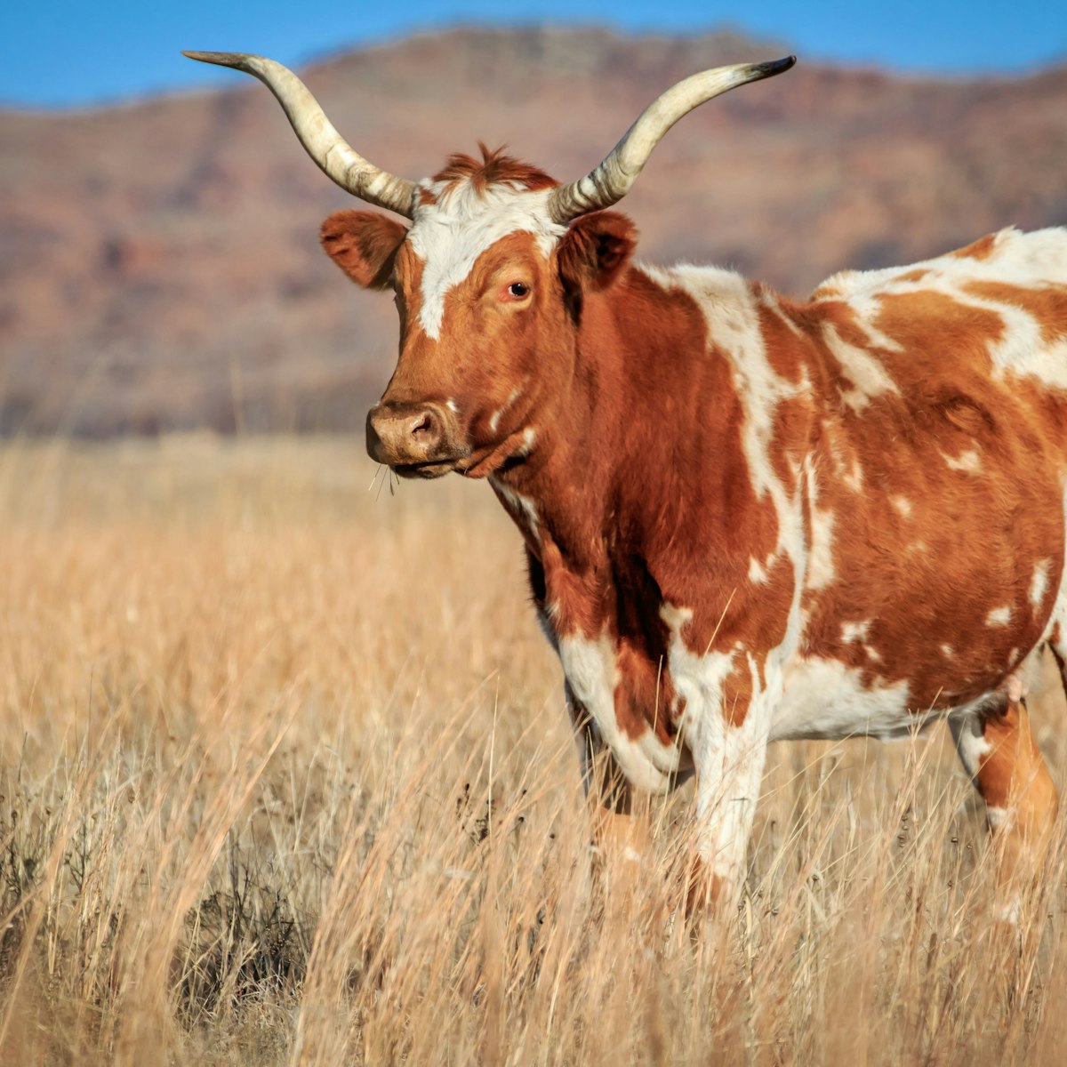 A wild longhorn cow on the prairie in the Wichita Mountains Wildlife Refuge.
