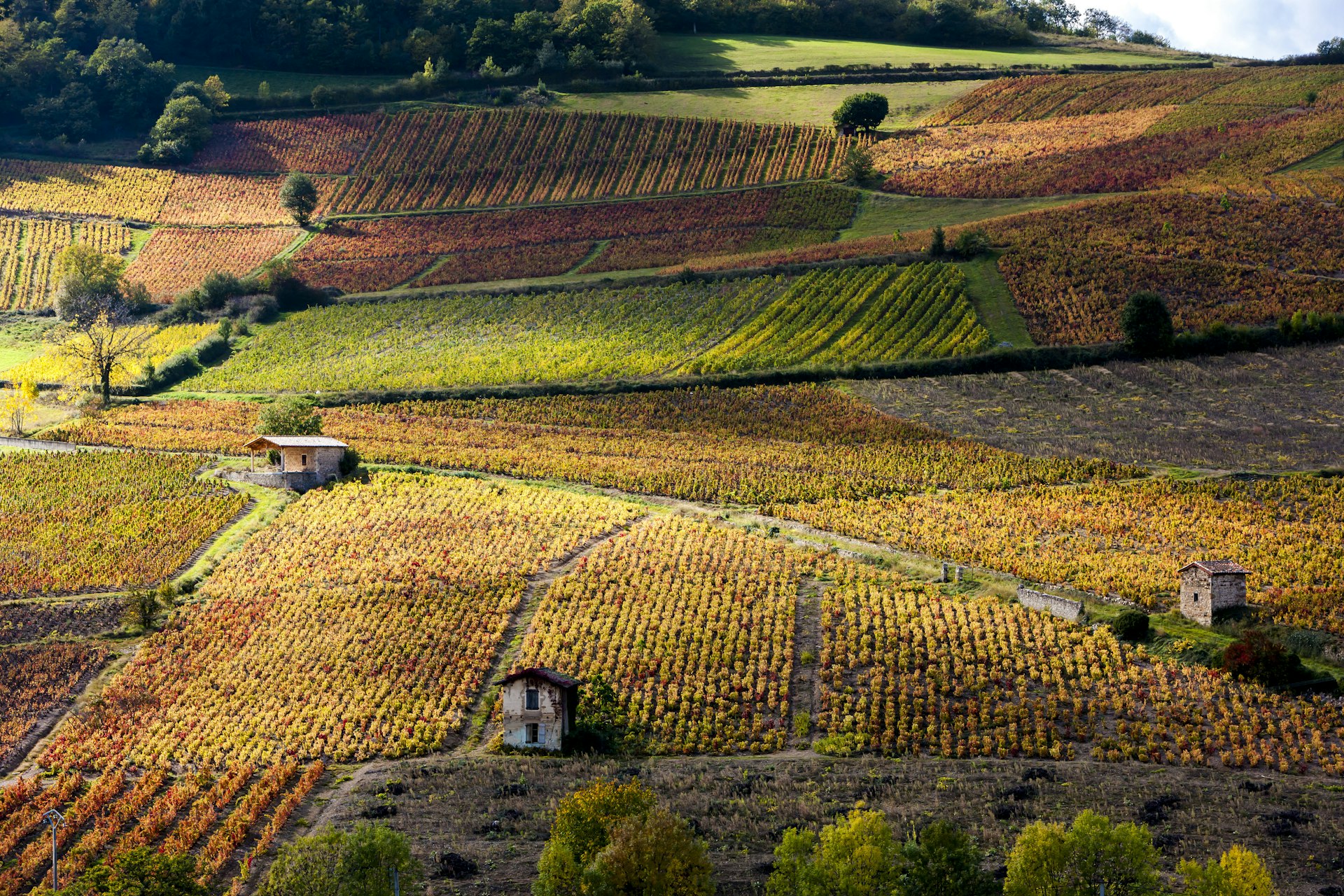 Aerial of sun-dappled vineyards in Burgundy. 
