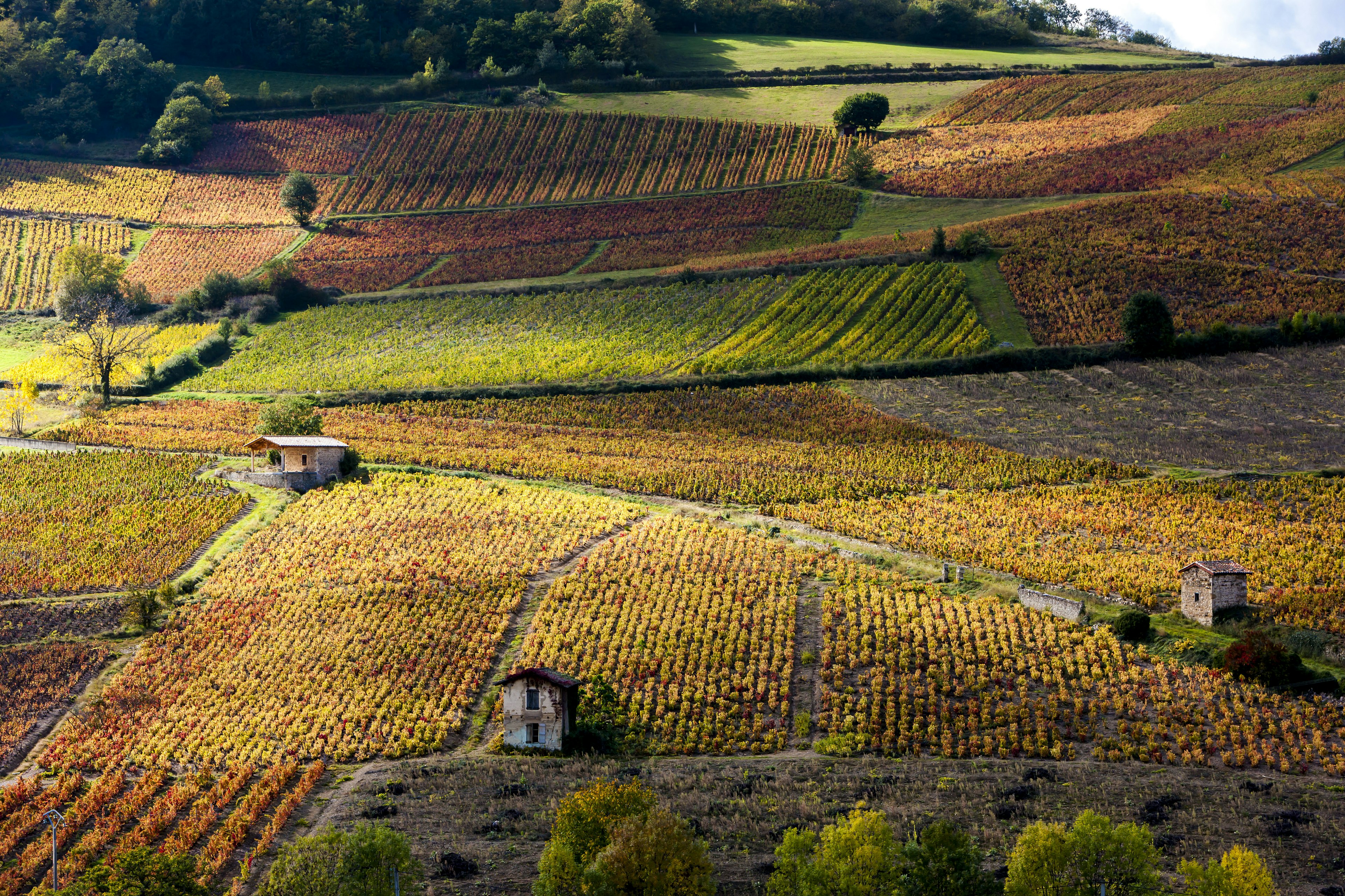 Aerial of sun-dappled vineyards in Burgundy.