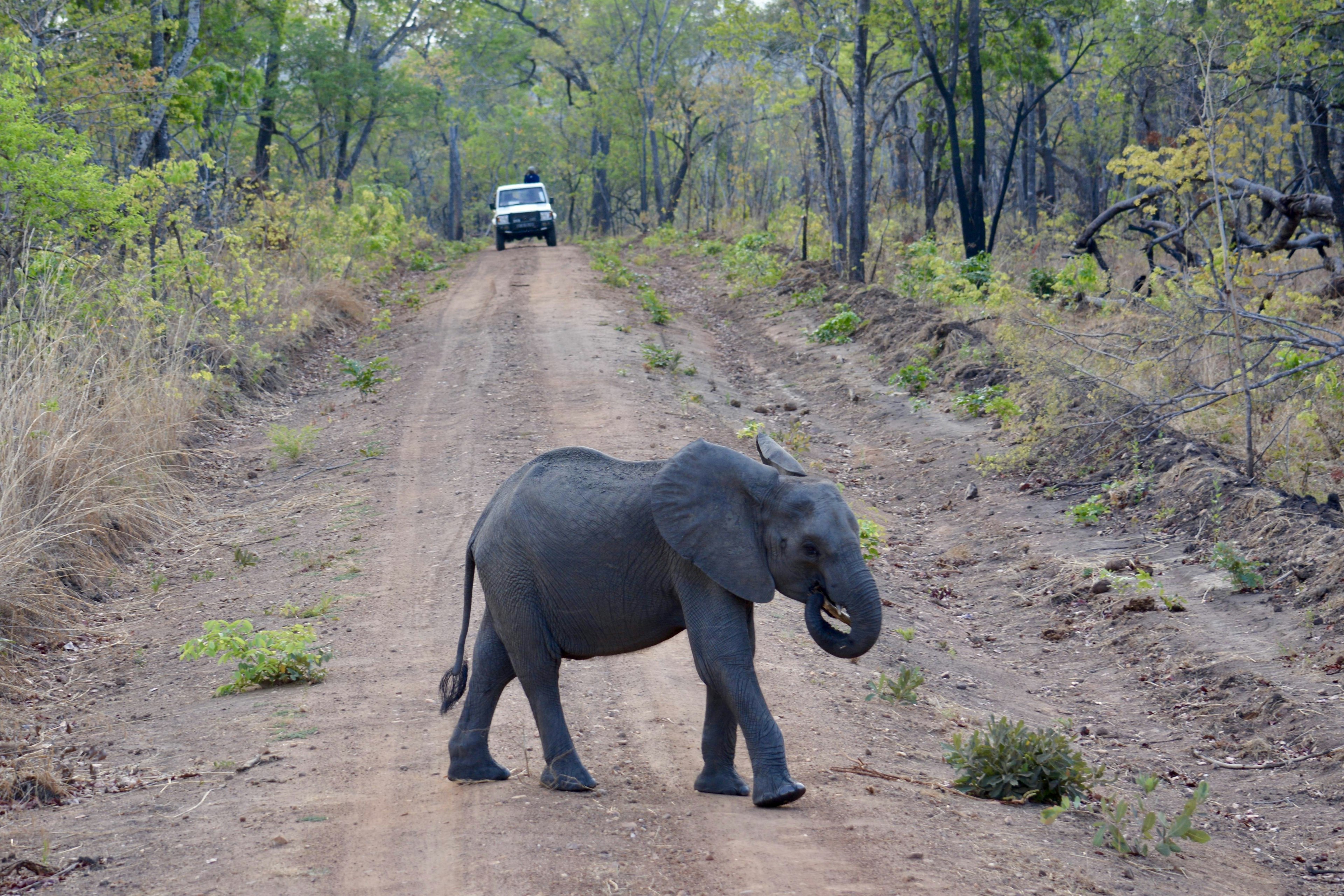 A baby elephant wanding across a road with a four-wheel drive vehicle in the distance