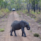 Elephant calf on the road at Nkhotakota Wildlife Reserve.
759820105
africa, african, animal, bush, elephant, ivory, large, mammal, national, nature, outdoors, park, reserve, safari, south, travel, trunk, wild, wilderness, wildlife