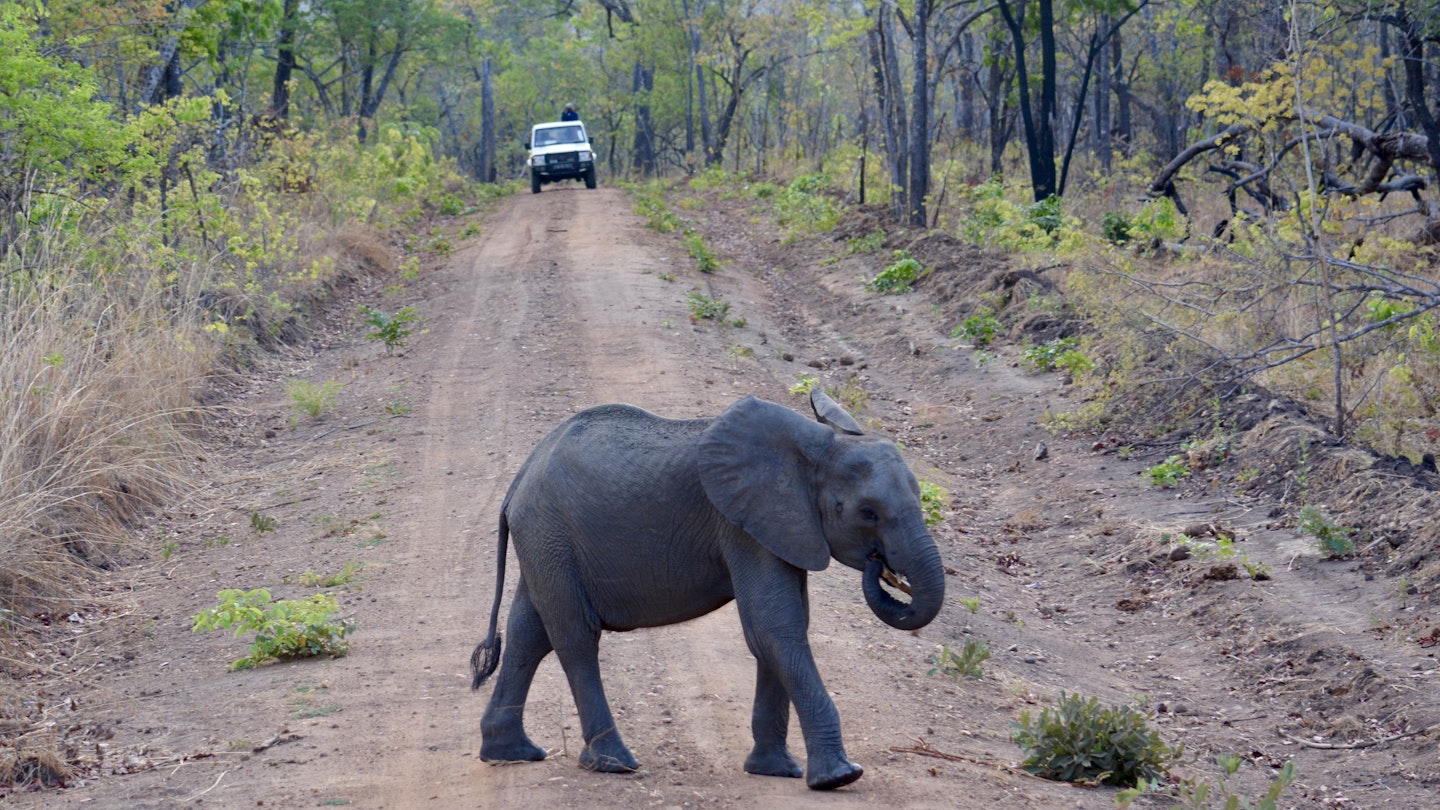 Elephant calf on the road at Nkhotakota Wildlife Reserve.
759820105
africa, african, animal, bush, elephant, ivory, large, mammal, national, nature, outdoors, park, reserve, safari, south, travel, trunk, wild, wilderness, wildlife