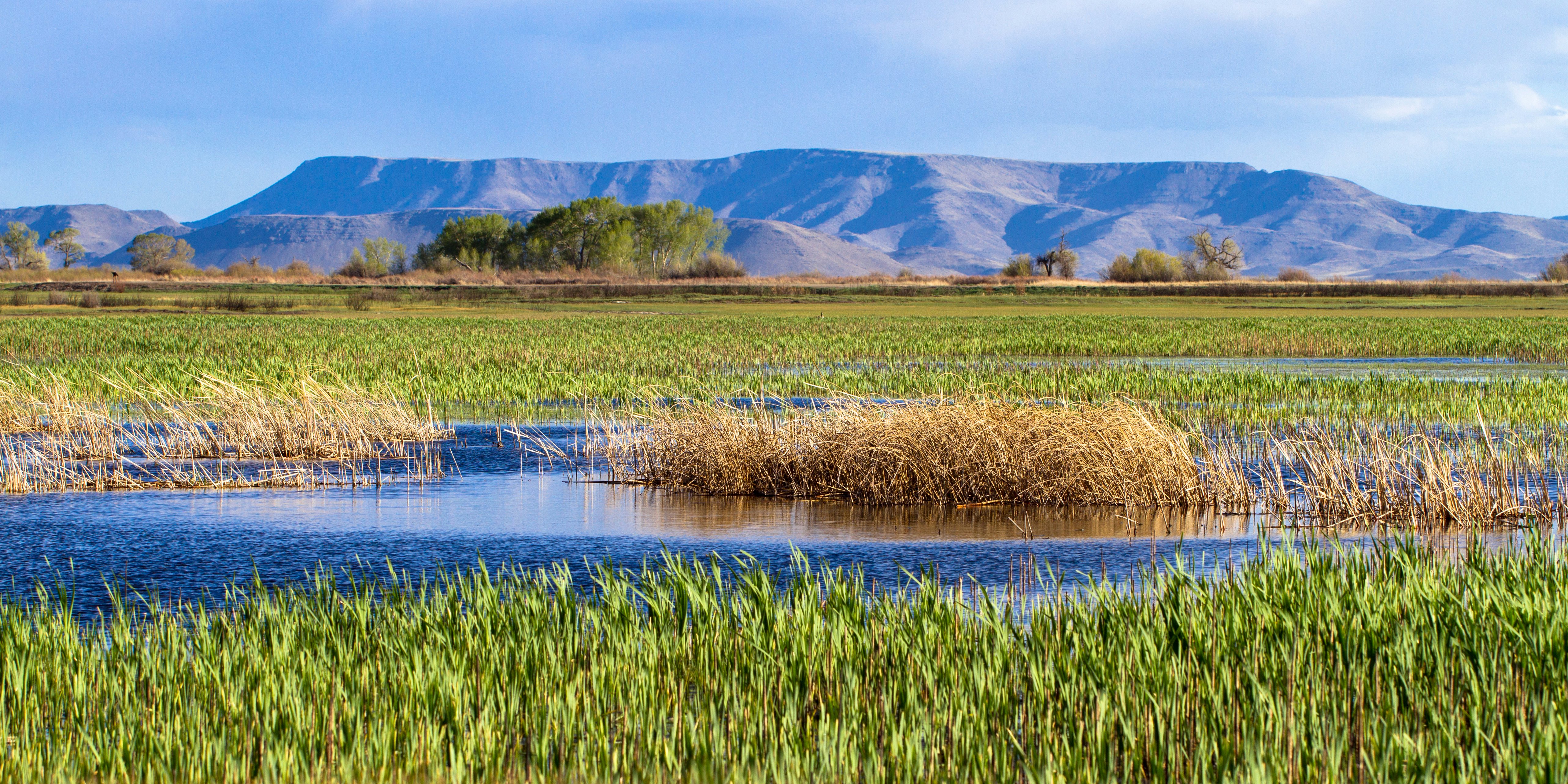 Wetlands in Alamosa National Wildlife Refuge.