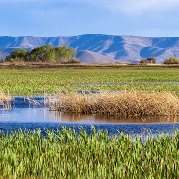 Wetlands in Alamosa National Wildlife Refuge.
