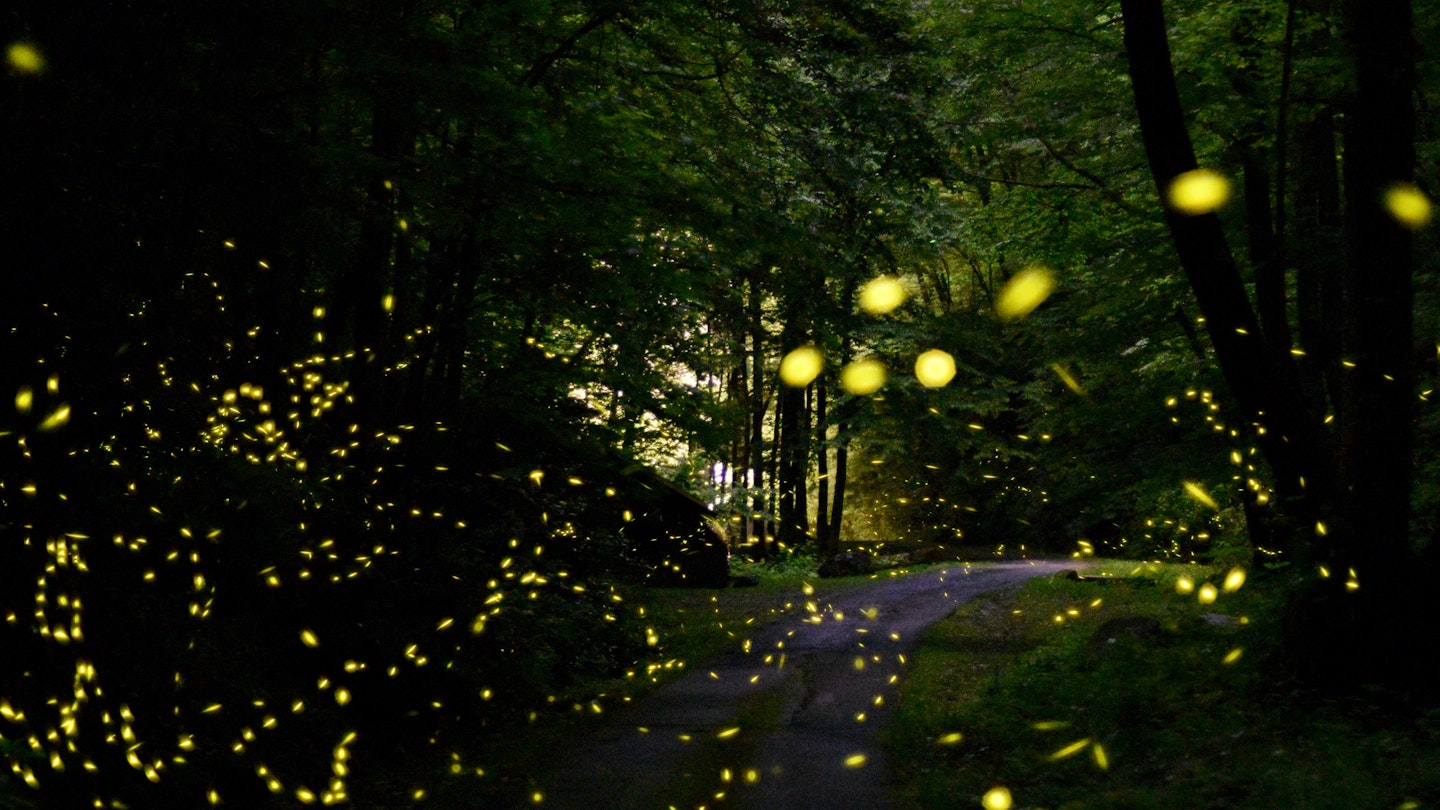 Fireflies in Smoky Mountains ; Shutterstock ID 1107898436; your: Brian Healy; gl: 65050; netsuite: Lonely Planet Online Editorial; full: Smoky Mountains firefly lottery
1107898436