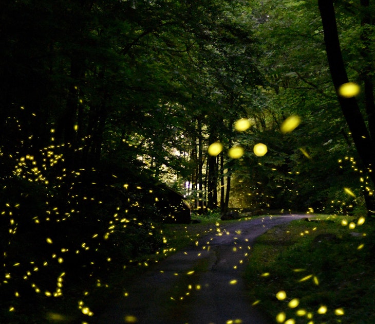 Fireflies in Smoky Mountains ; Shutterstock ID 1107898436; your: Brian Healy; gl: 65050; netsuite: Lonely Planet Online Editorial; full: Smoky Mountains firefly lottery
1107898436