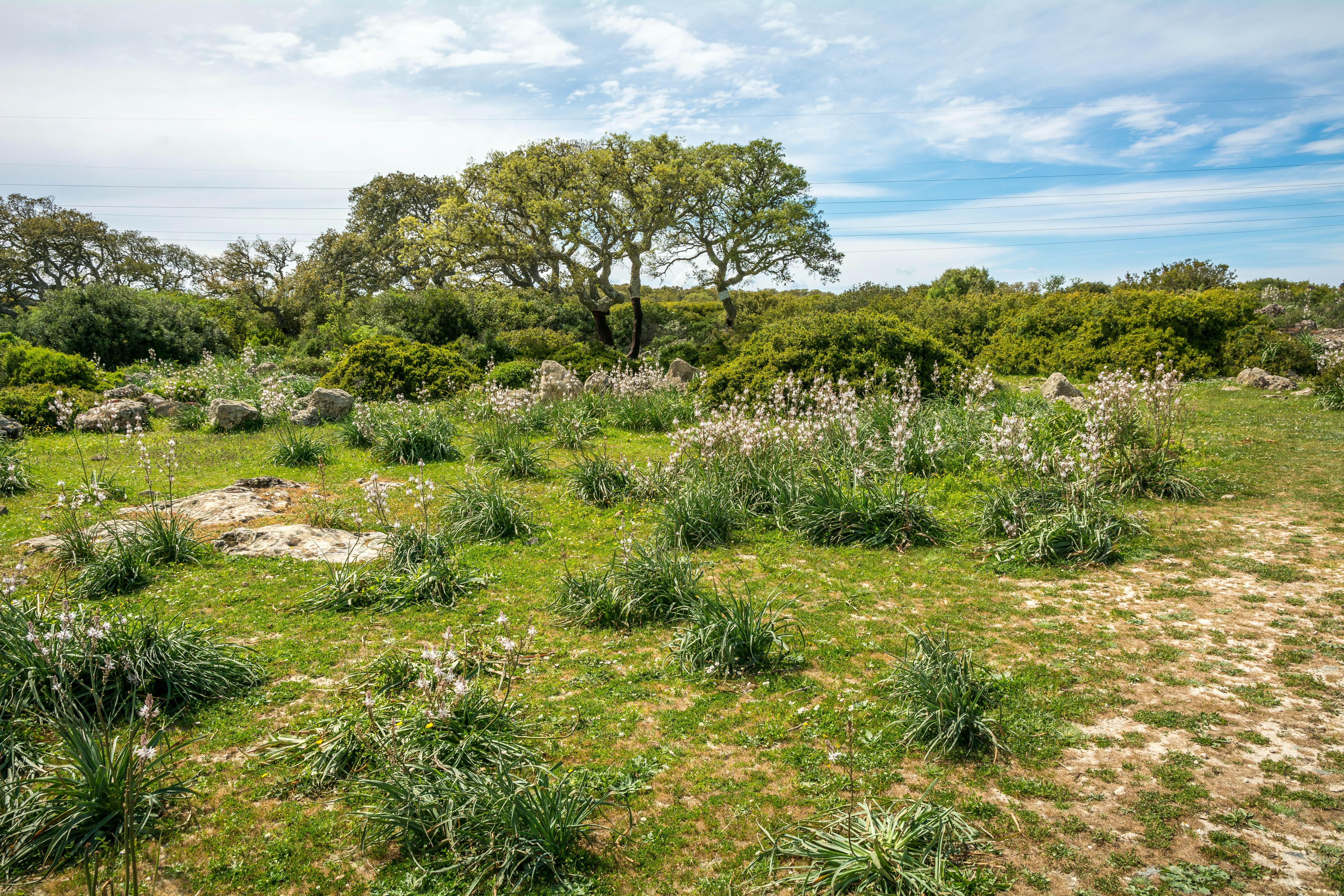 Giara di Gesturi plateau, Gesturi, Sardinia, Italy.