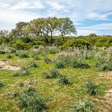 Giara di Gesturi plateau, Gesturi, Sardinia, Italy.