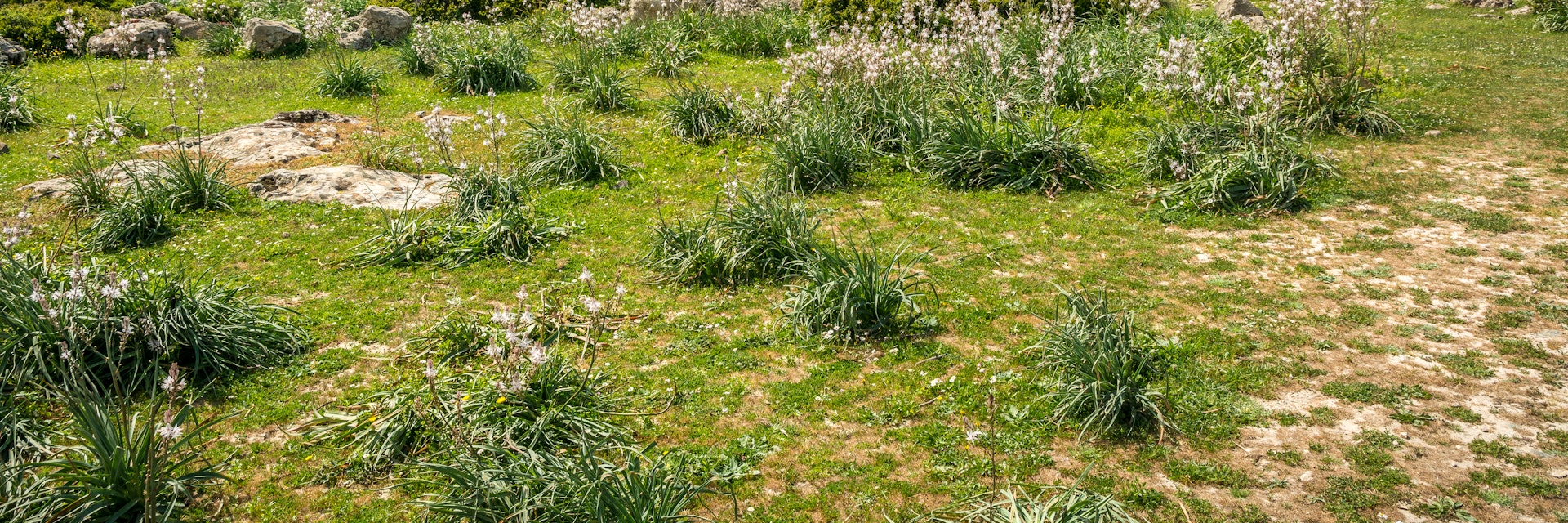 Giara di Gesturi plateau, Gesturi, Sardinia, Italy.