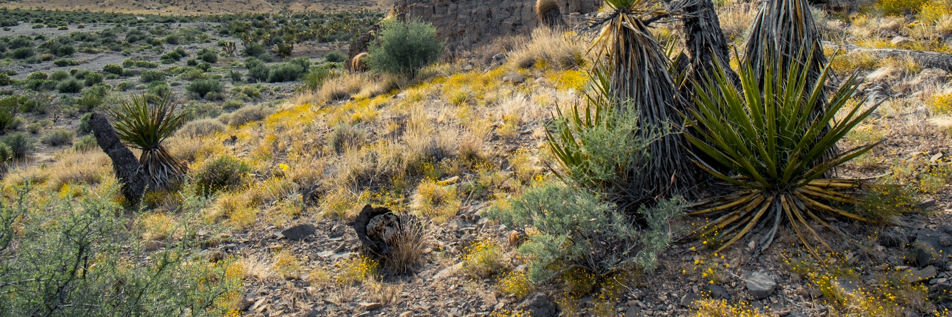 Springtime bloom in Desert National Wildlife Refuge.