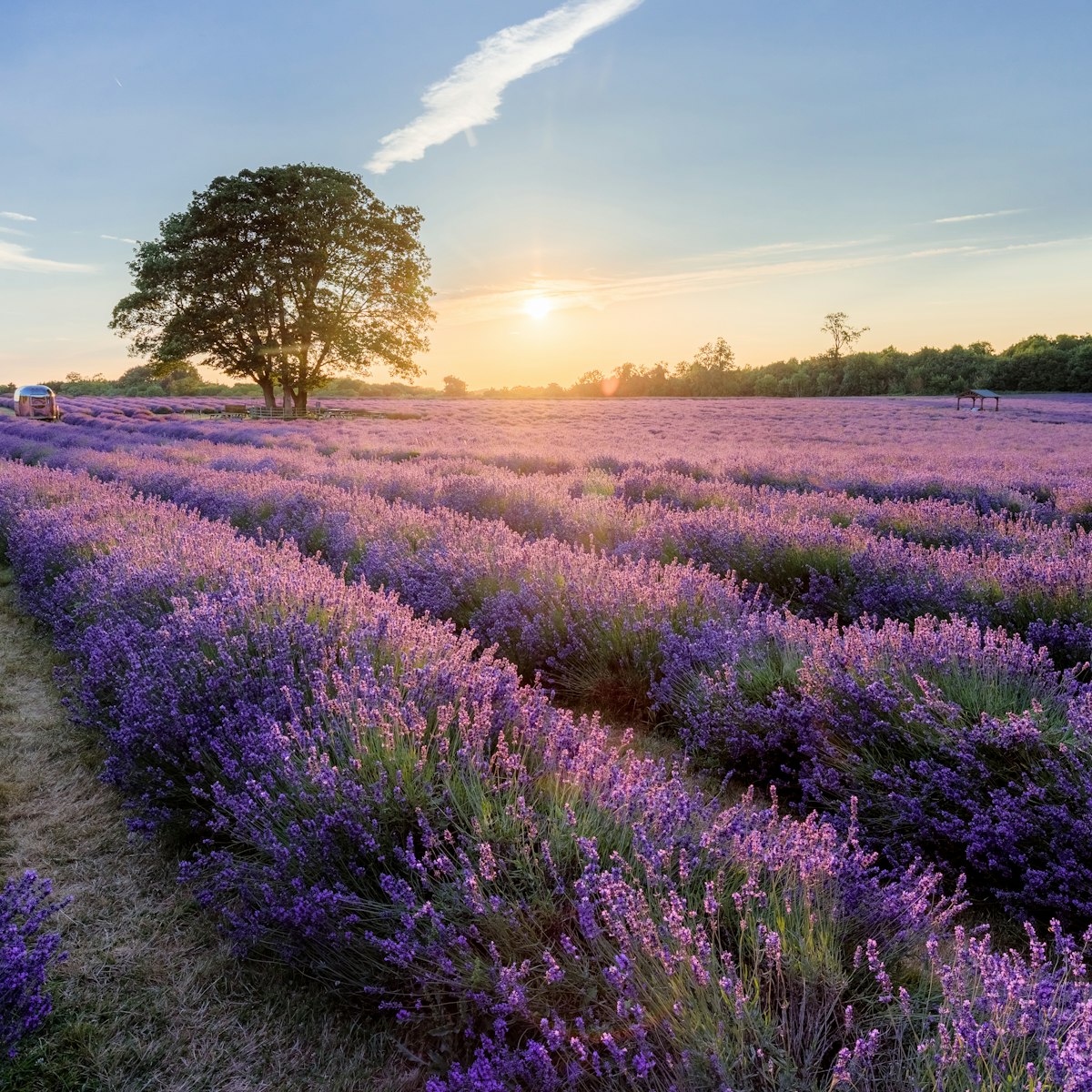 An evening at Mayfield Lavender Farm.