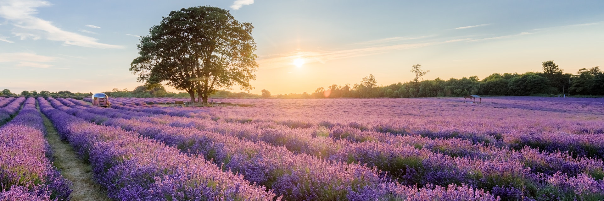 An evening at Mayfield Lavender Farm.
