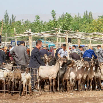 Buyers and sellers at sheep pens during the Sunday Livestock Market and Bazaar in Kashgar.