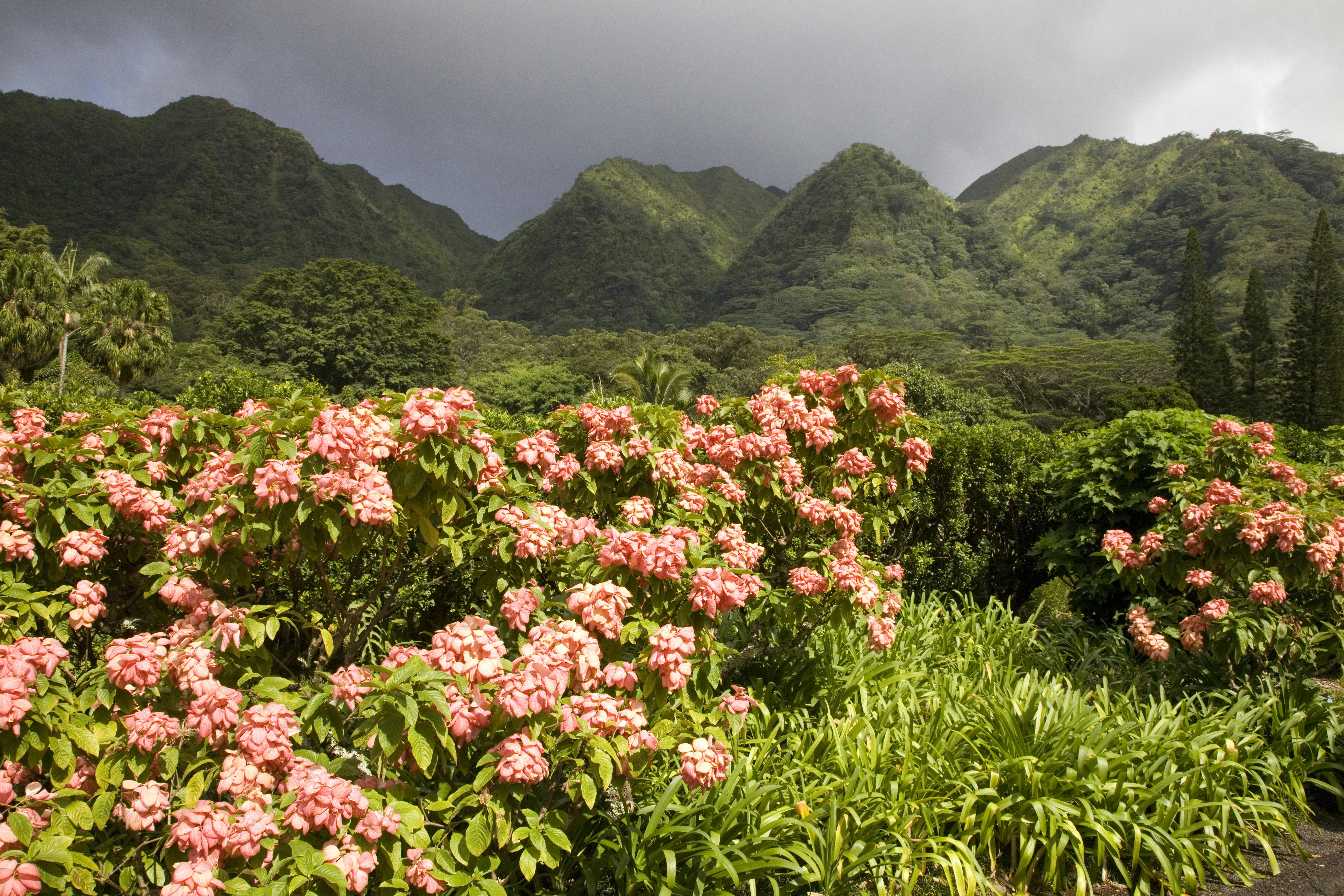Lyon Arboretum botanical gardens inland of Honolulu, Hawaii.
