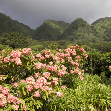 Lyon Arboretum botanical gardens inland of Honolulu, Hawaii.