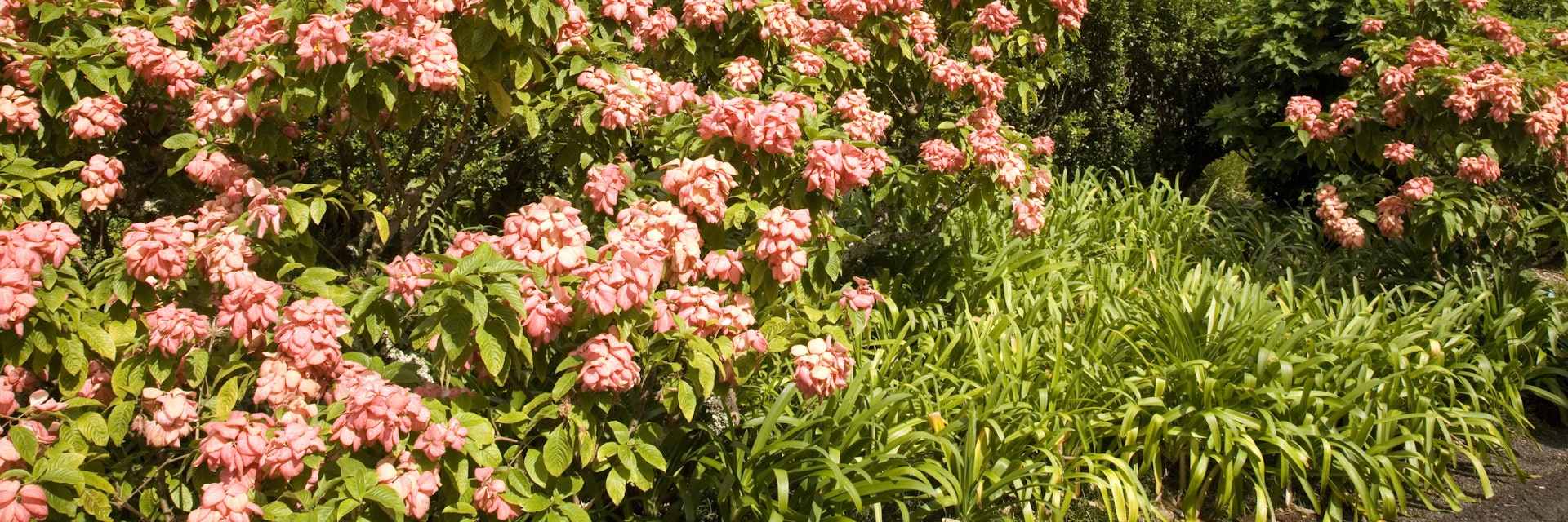 Lyon Arboretum botanical gardens inland of Honolulu, Hawaii.