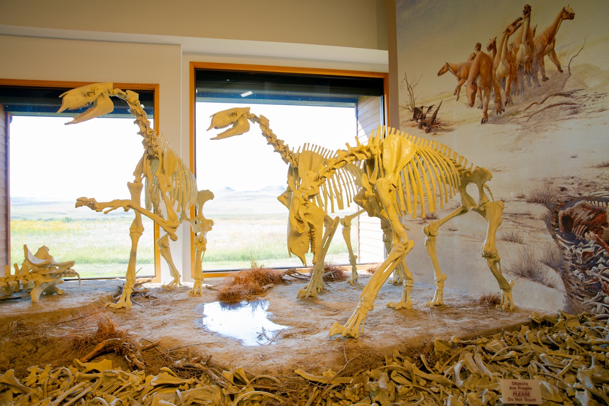 Dinosaur skeletons in the visitor center of Agate Fossil Beds National Monument, Nebraska.