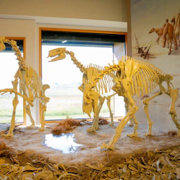 Dinosaur skeletons in the visitor center of Agate Fossil Beds National Monument, Nebraska.