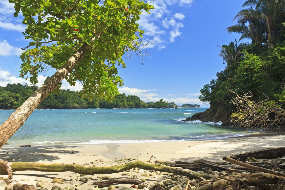 An askew shade tree on the south end of Playa Manuel Antonio in Manuel Antonio National Park, Costa Rica.