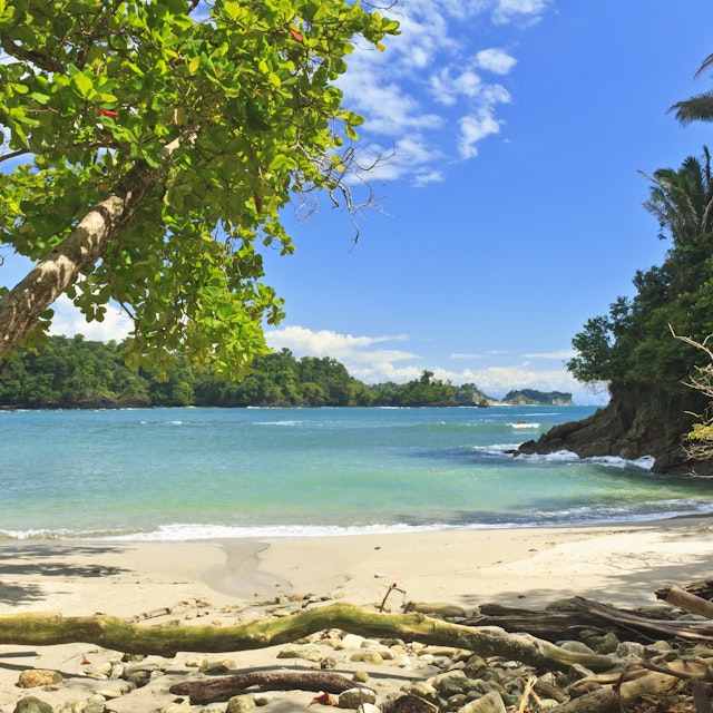 An askew shade tree on the south end of Playa Manuel Antonio in Manuel Antonio National Park, Costa Rica.