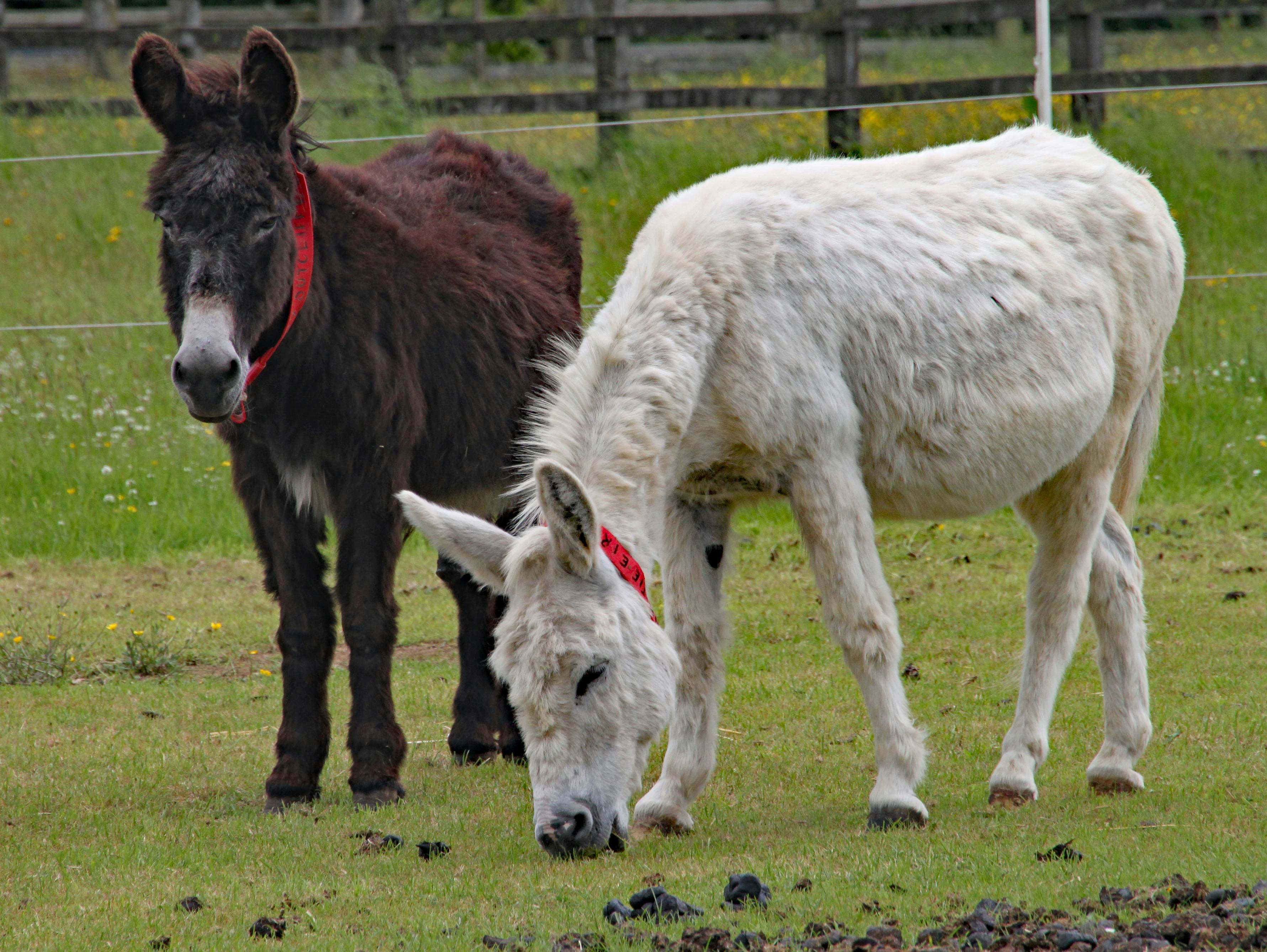Two donkeys graze in their paddock at the Donkey Sanctuary in Sidmouth.