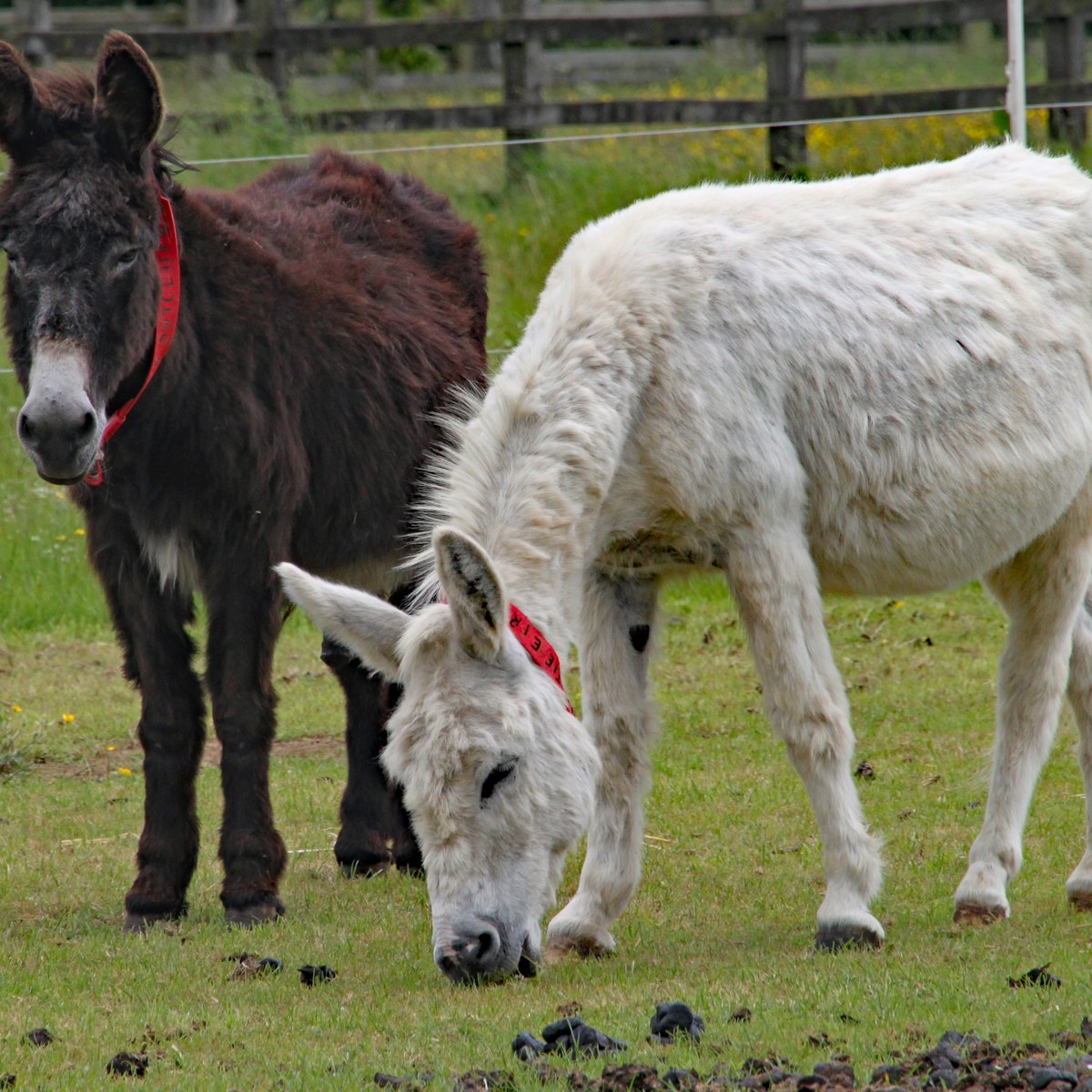 Two donkeys graze in their paddock at the Donkey Sanctuary in Sidmouth.