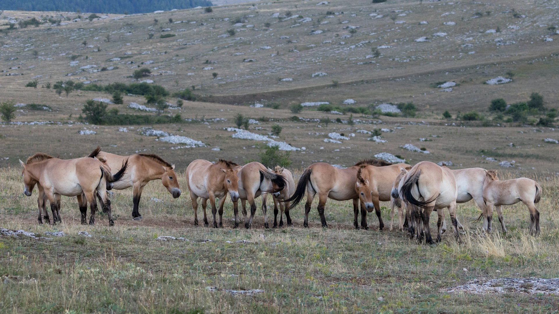 Przewalski's horses roaming freely on the Causse Méjean, Lozère