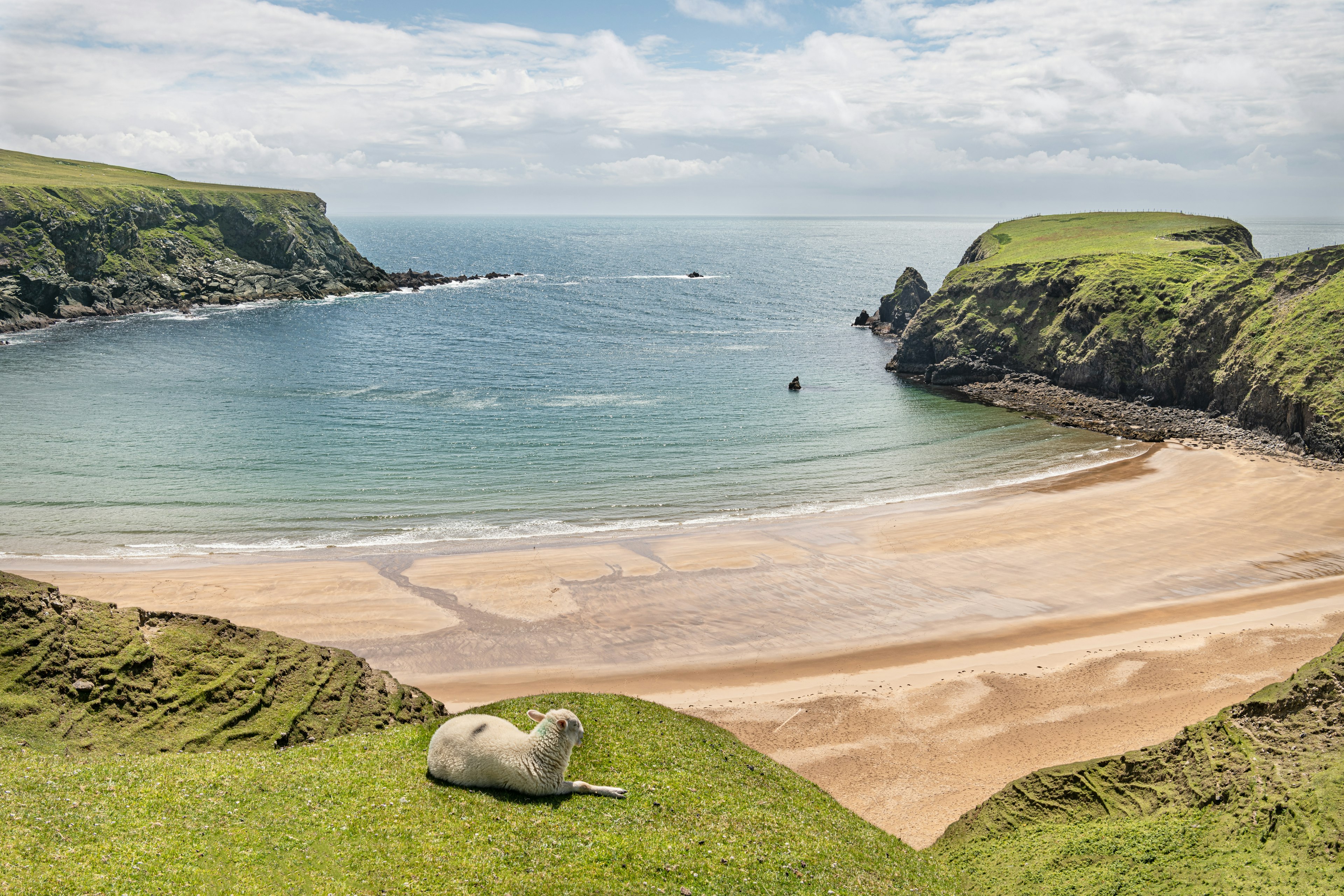 A sheep on a cliff looks down upon a perfect, empty crescent of golden sand surrounded by cliffs