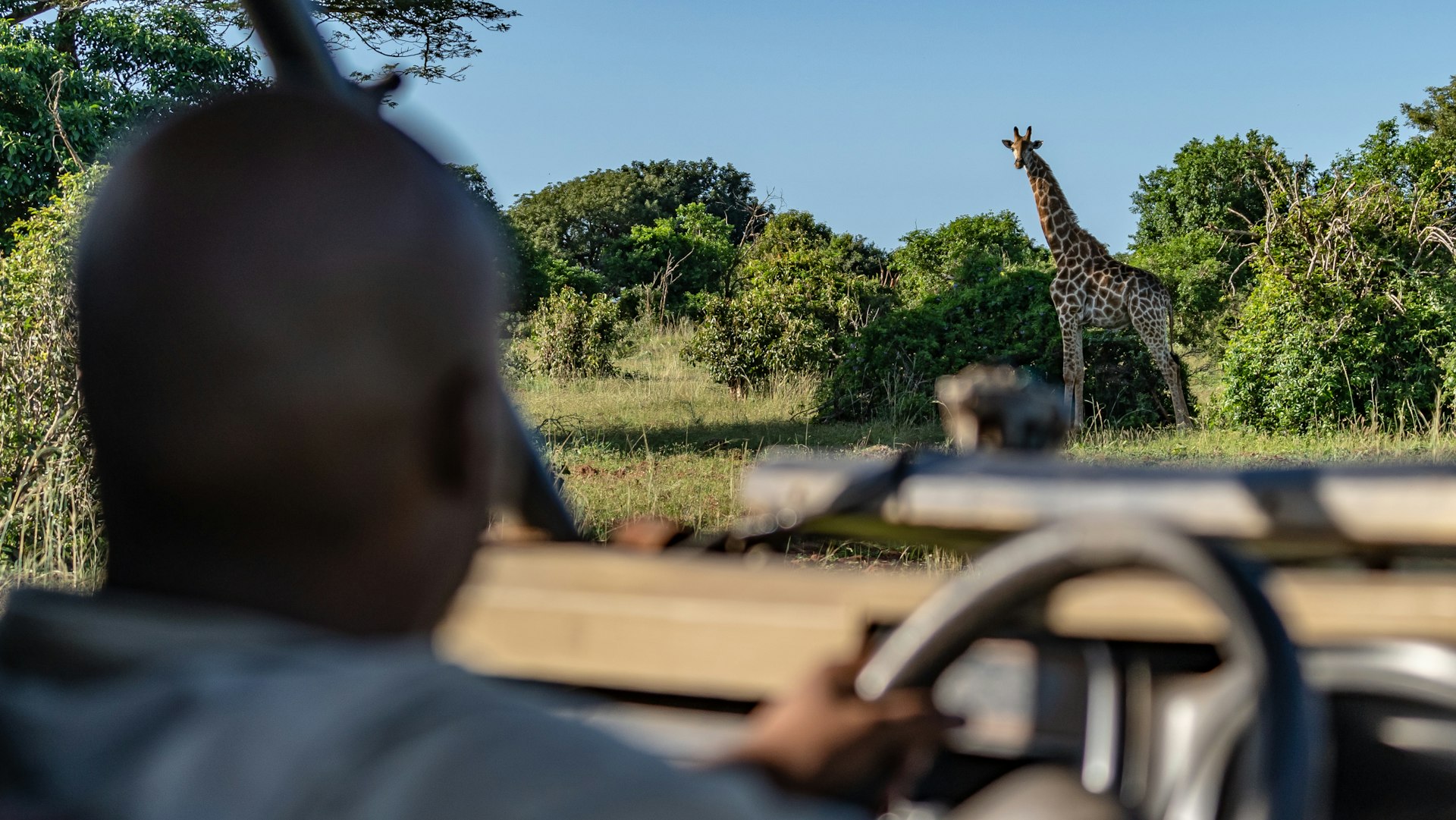 A driver sits at the wheel of a vehicle gazing out at a giraffe on a self-drive safari