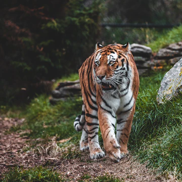 Bengal tiger at Omaha's Henry Doorly Zoo and Aquarium.