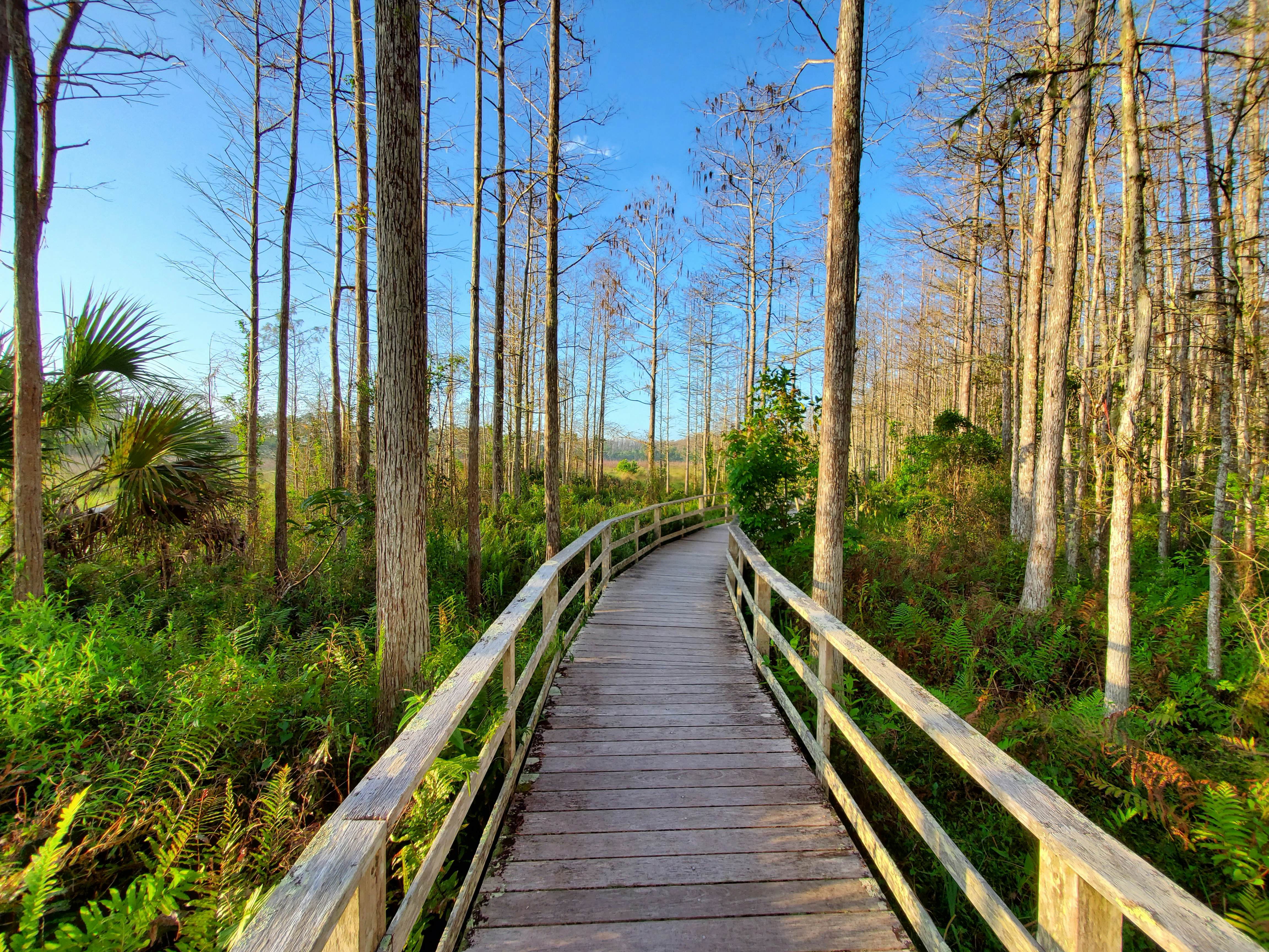 Boardwalk in Audobon Corkscrew Swamp Sanctuary.